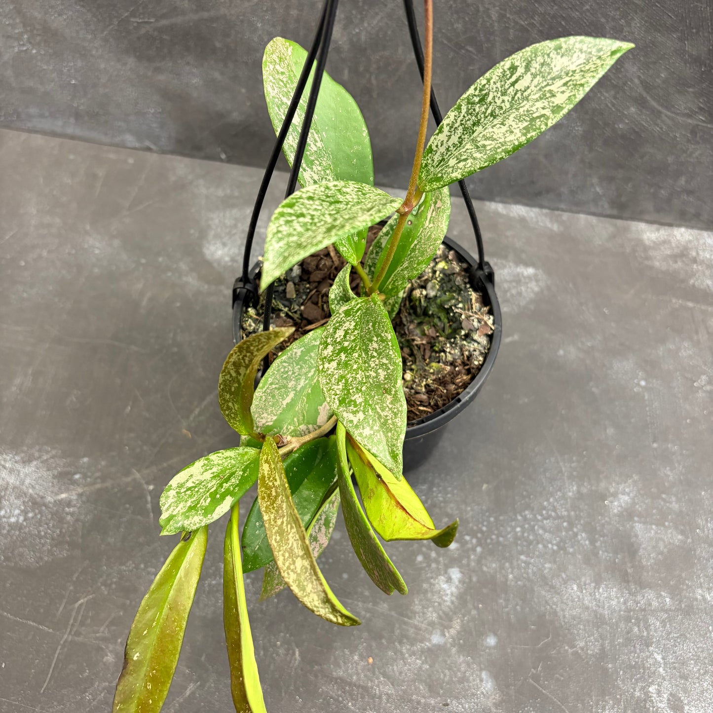 Hoya Pubicalyx Silver Spot 125mm