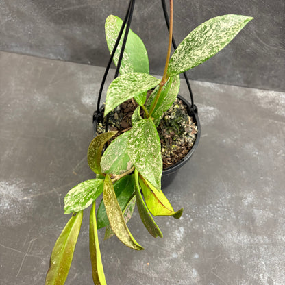 Hoya Pubicalyx Silver Spot 125mm