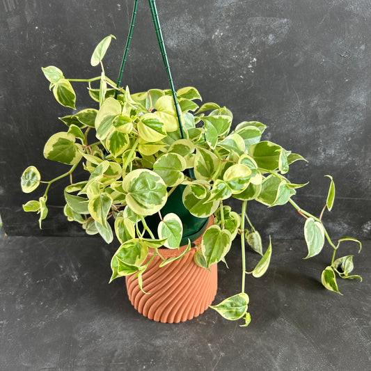 Peperomia Scandens Variegata 175mm