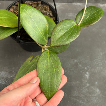 Hoya Pottsii 125mm
