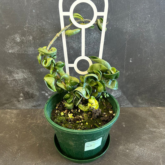 Hoya Indian Rope 140mm