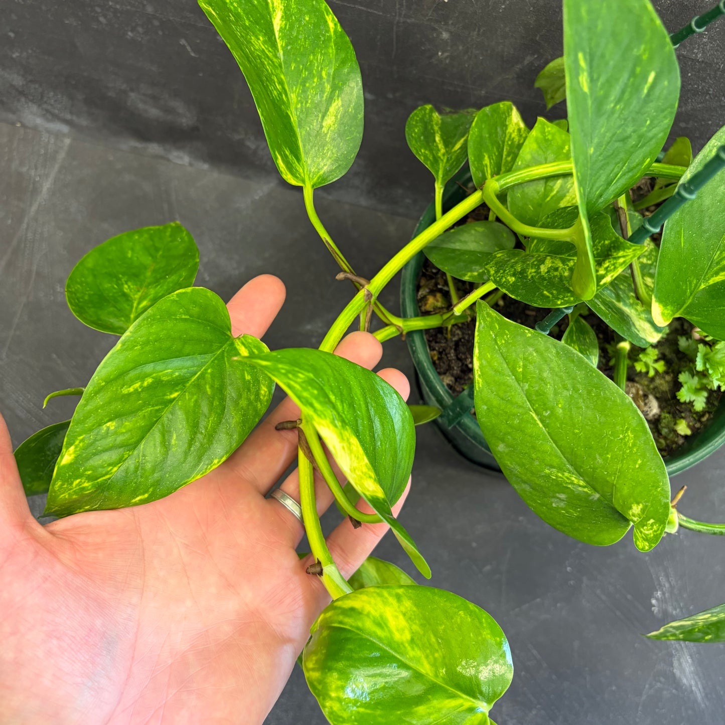 Epipremnum Aureum Pothos 175mm
