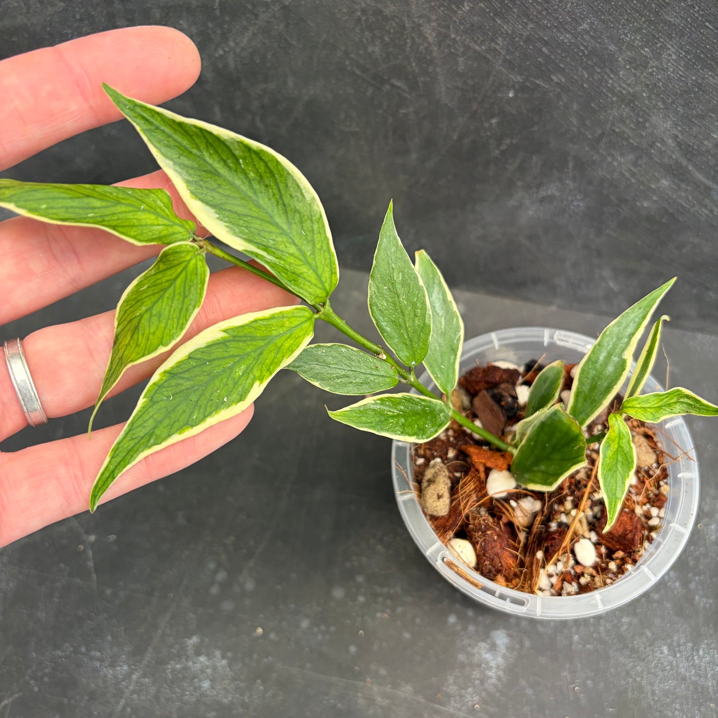Hoya Polyneura Albo Marginata 90mm