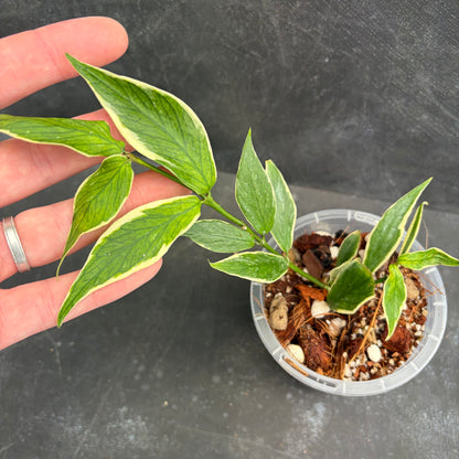 Hoya Polyneura Albo Marginata 90mm