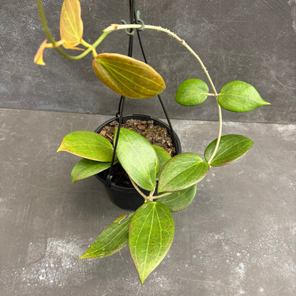 Hoya Pottsii 125mm