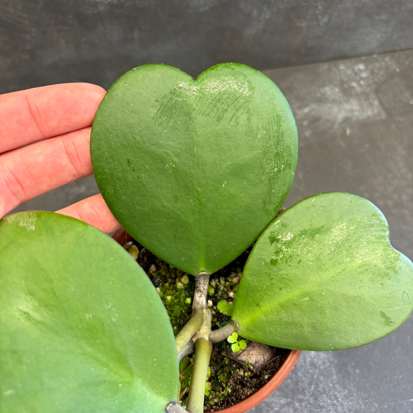Hoya Kerrii 105mm