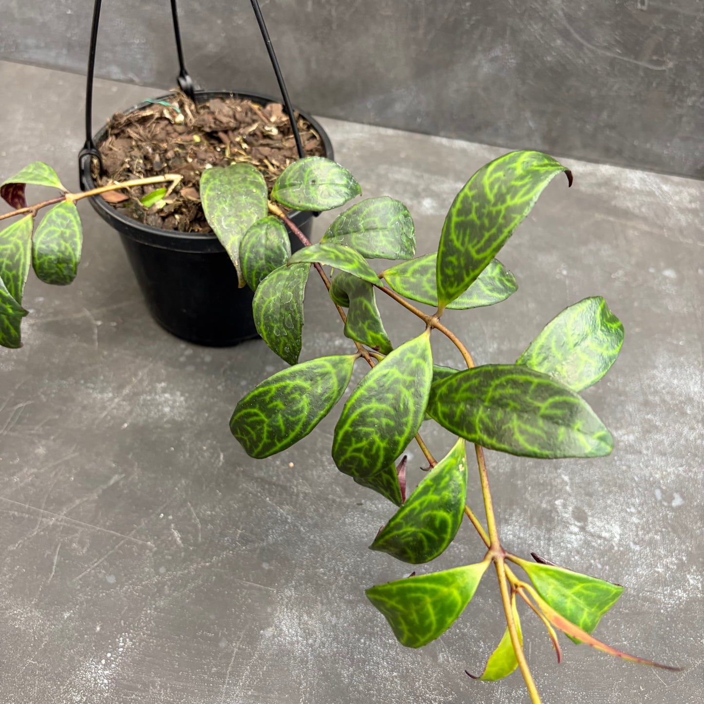 Aeschynanthus Black Pagoda 125mm