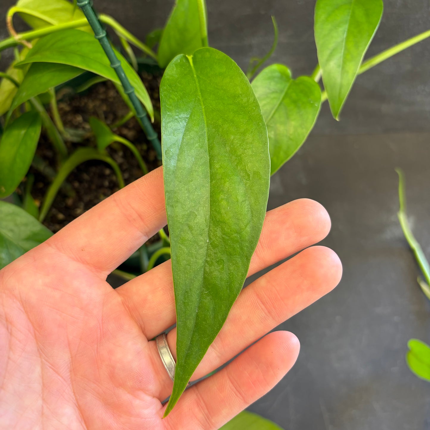 Epipremnum Pinnatum Dragon Tail 170mm