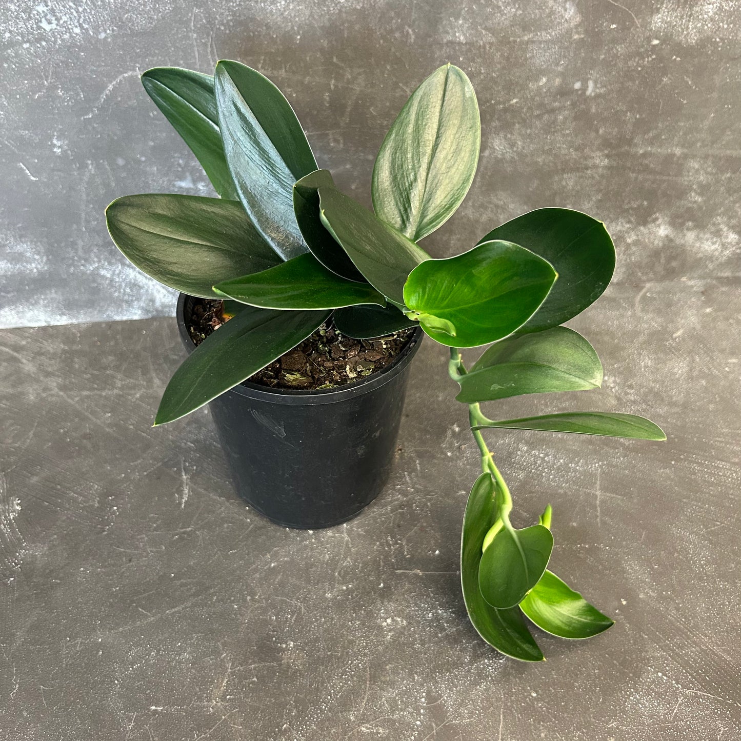 Scindapsus Treubii Dark Form 125mm