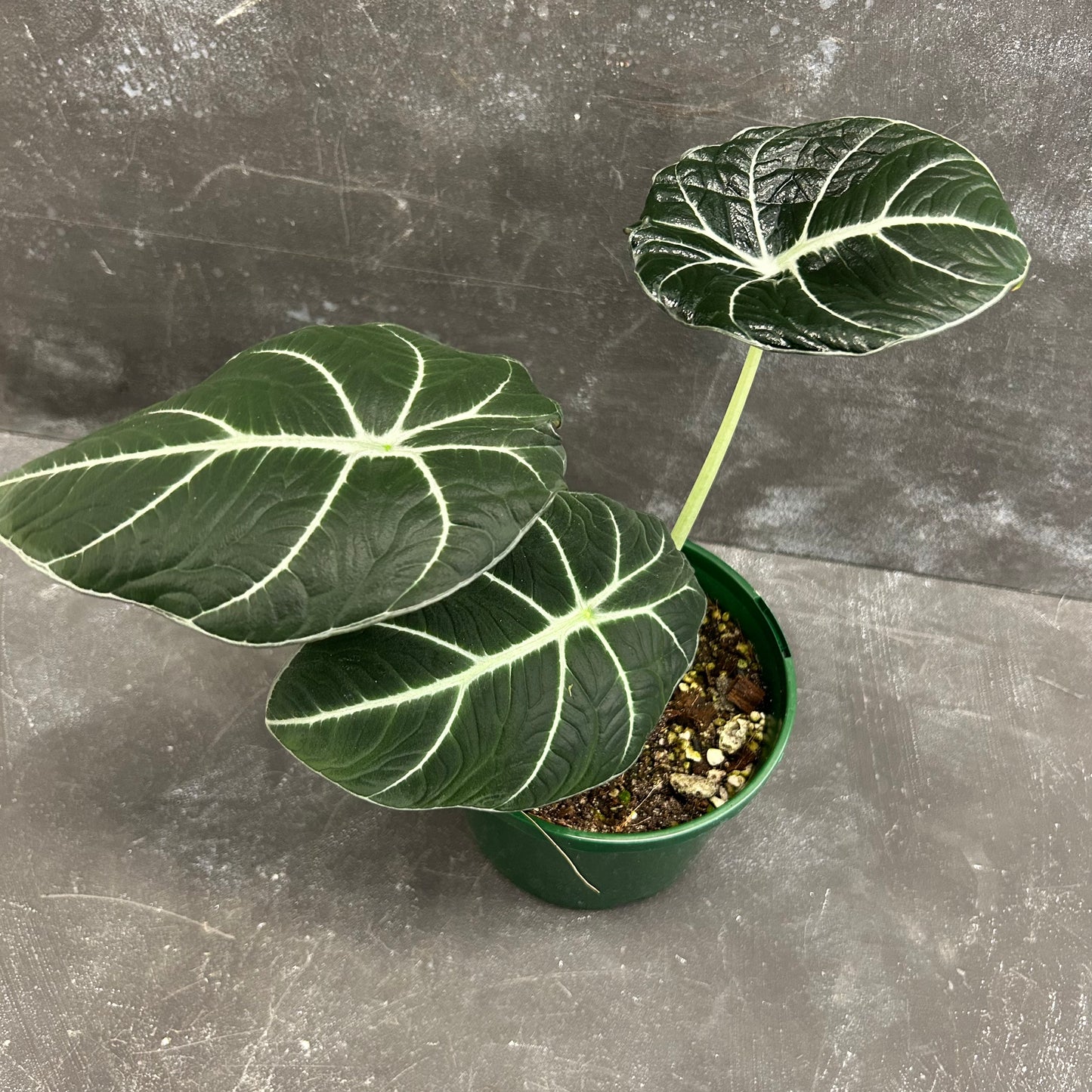 Alocasia Black Velvet 140mm