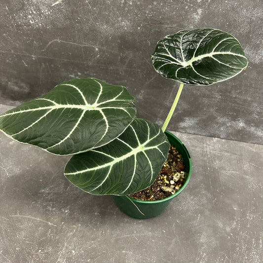 Alocasia Black Velvet 140mm