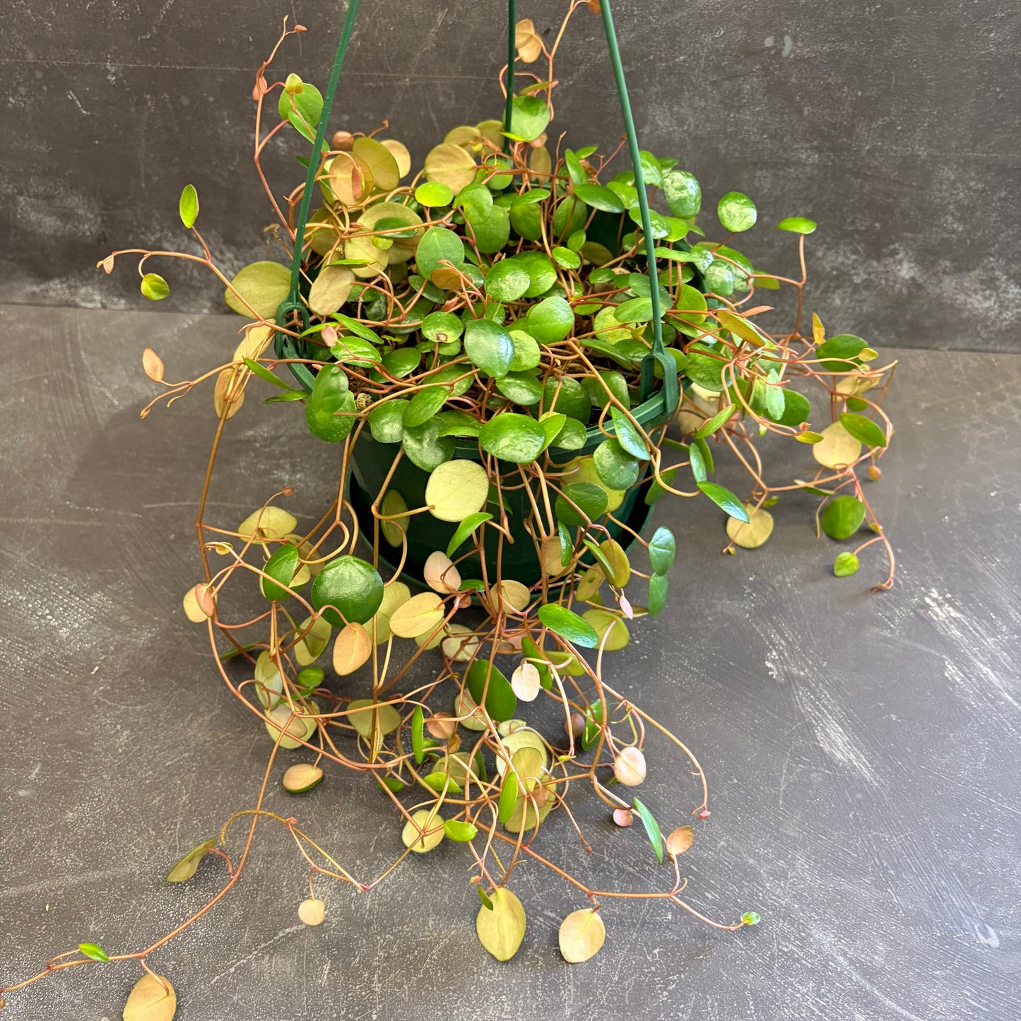 Peperomia Pepperspot 175mm