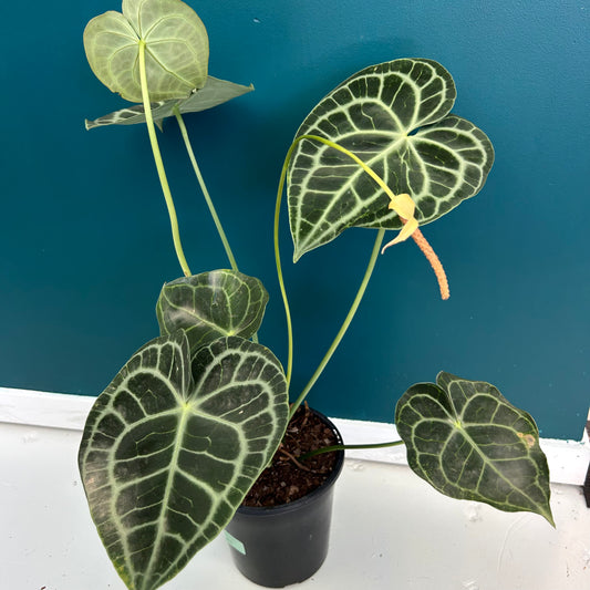 Anthurium Clarinervium 180mm