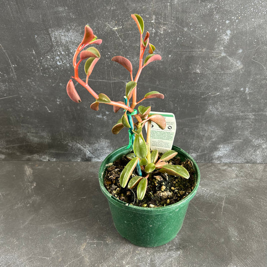 Peperomia Graveolens 140mm