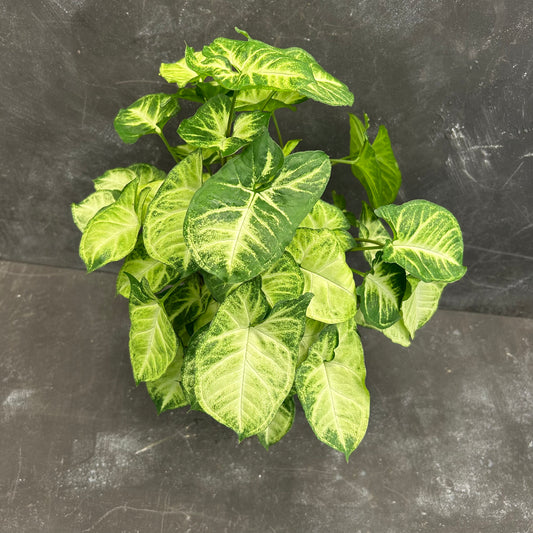 Syngonium Pixie 140mm