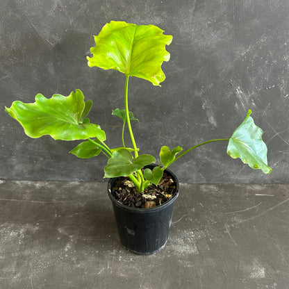 Philodendron Hope 130mm