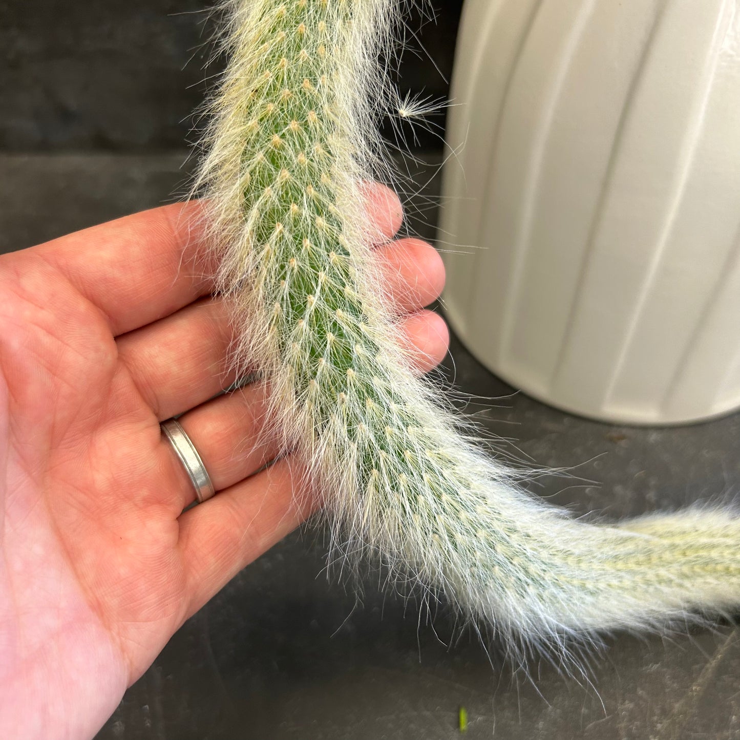 Monkey Tail Cactus 170mm