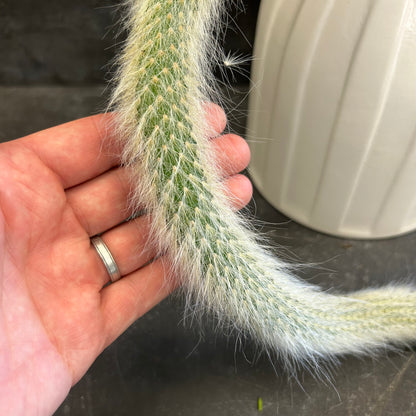 Monkey Tail Cactus 170mm