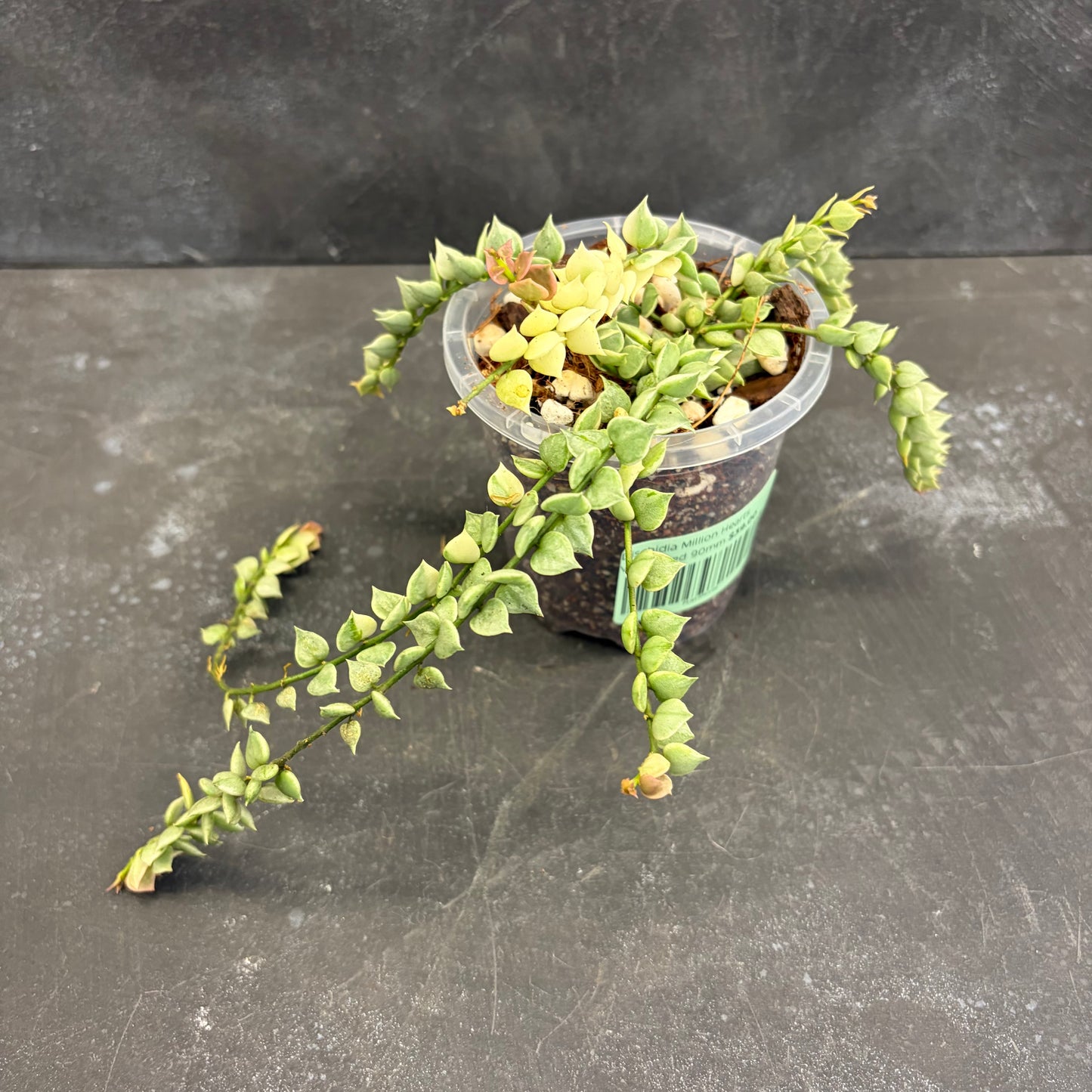 Dischidia Million Hearts Variegated 90mm