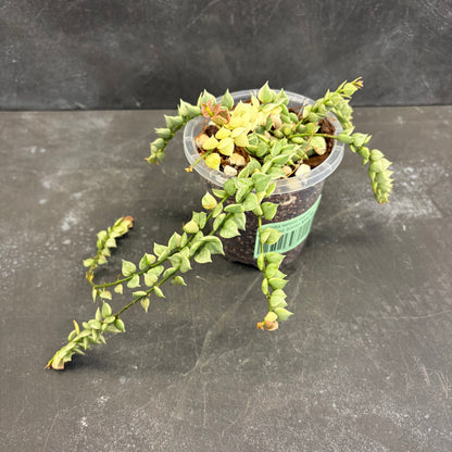 Dischidia Million Hearts Variegated 90mm