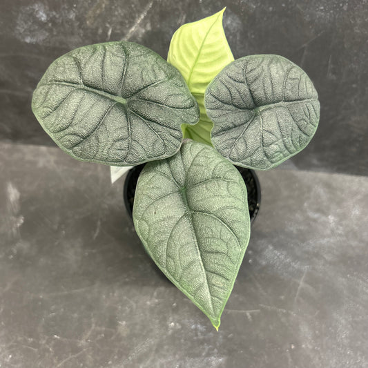Alocasia Melo 125mm