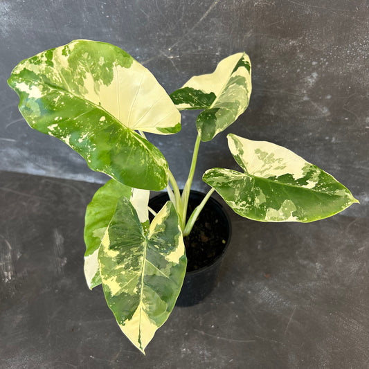 Alocasia Macrorrhizos Variegated 125mm