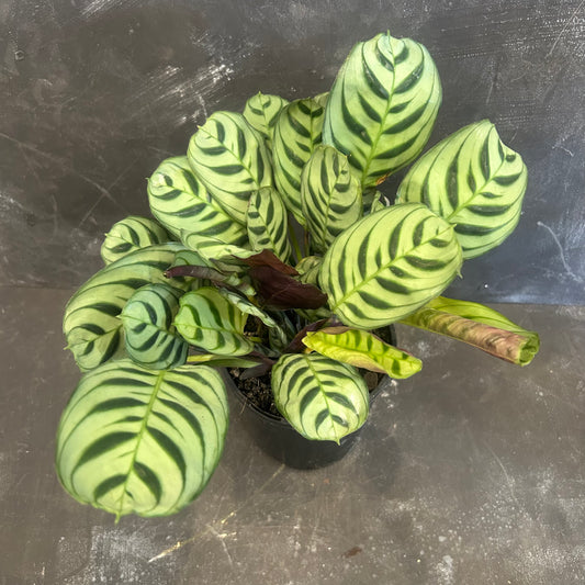 Ctenanthe Amagris 125mm