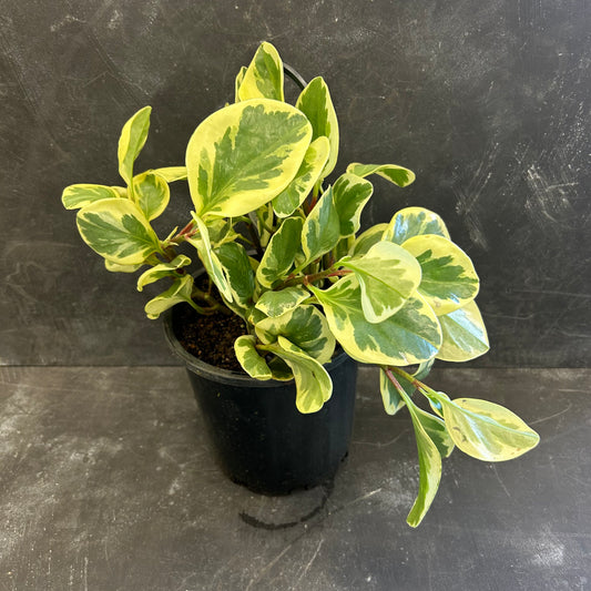 Peperomia Variegated 200mm