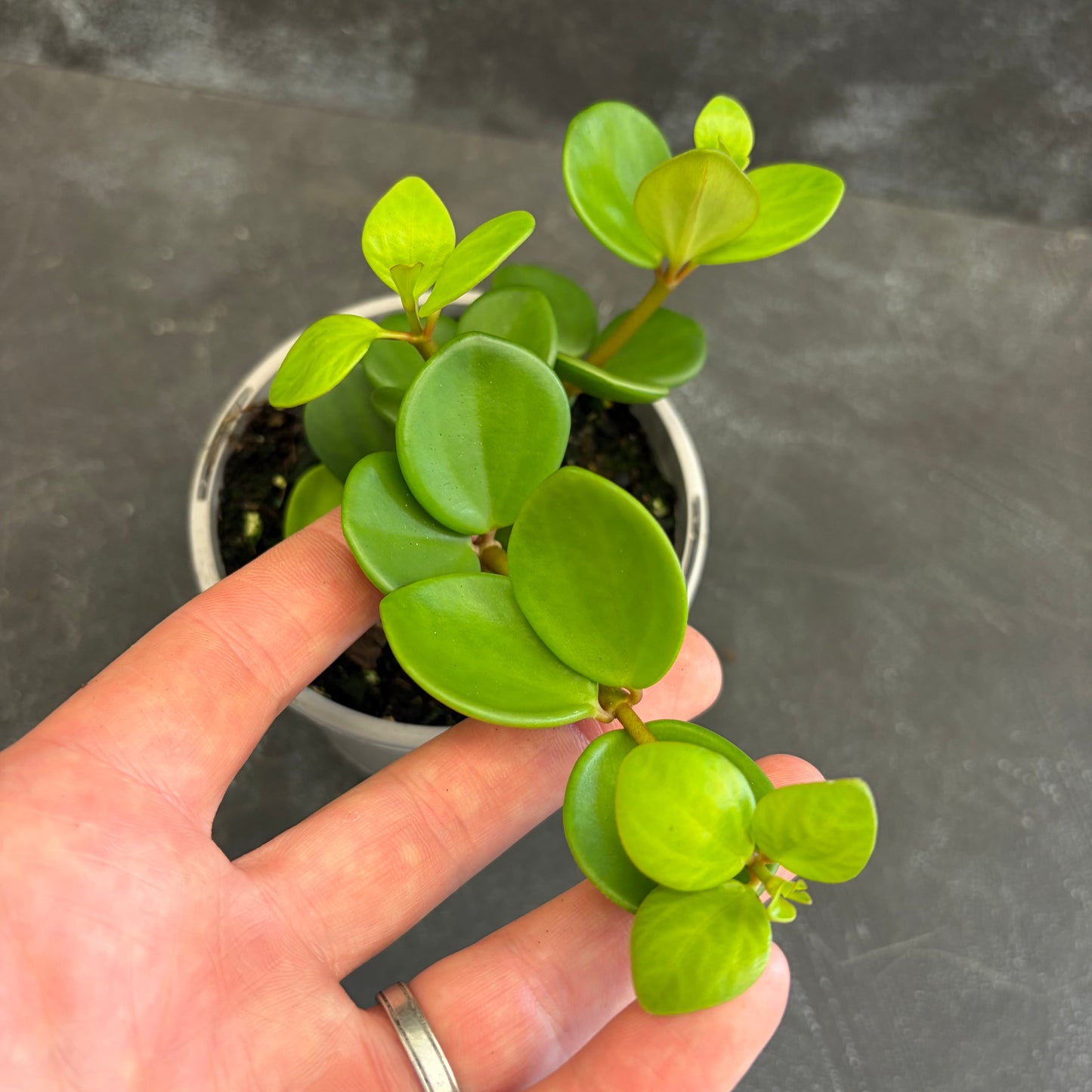 Peperomia Hope 105mm