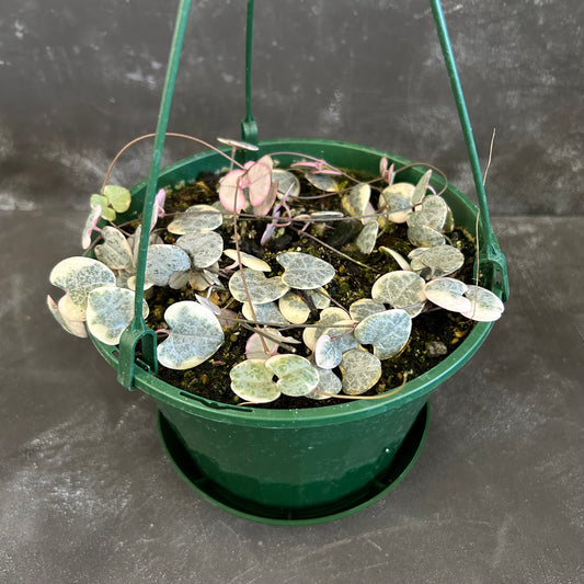Chain of Hearts Variegated 170mm