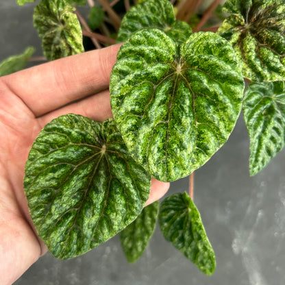 Peperomia Caperata Variegated 140mm