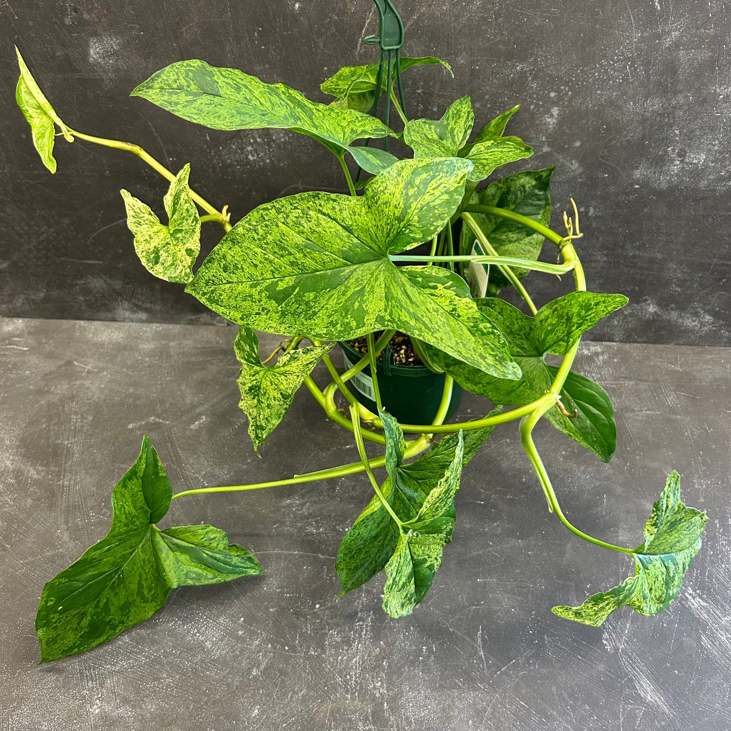 Syngonium Mojito 140mm
