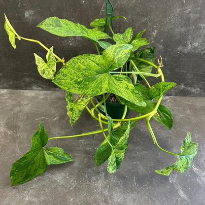 Syngonium Mojito 140mm