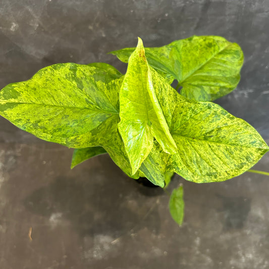 Syngonium Mojito 125mm