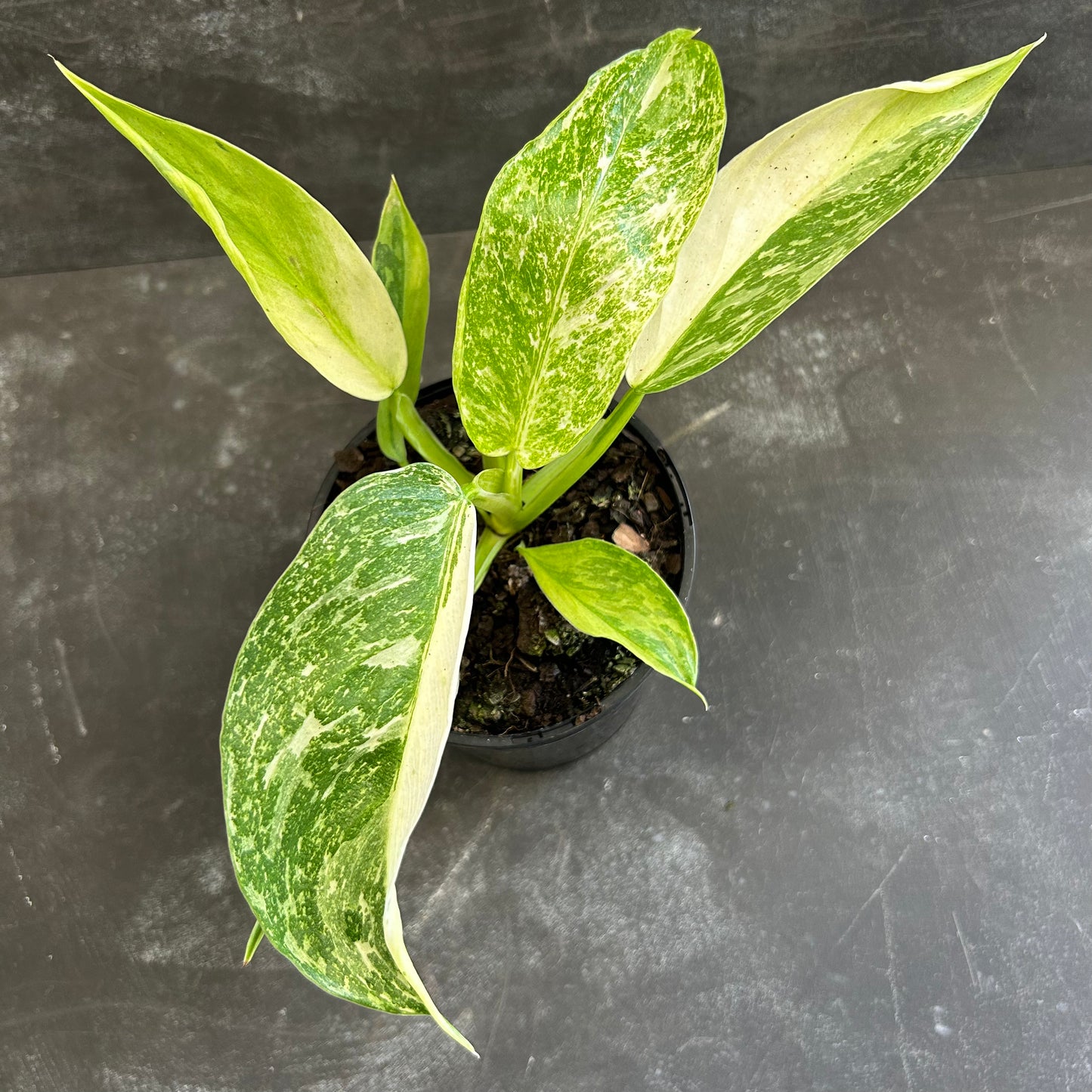 Philodendron Jose Buono 125mm SECRET SALE!