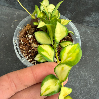 Hoya Heuschkeliana Variegata 90mm