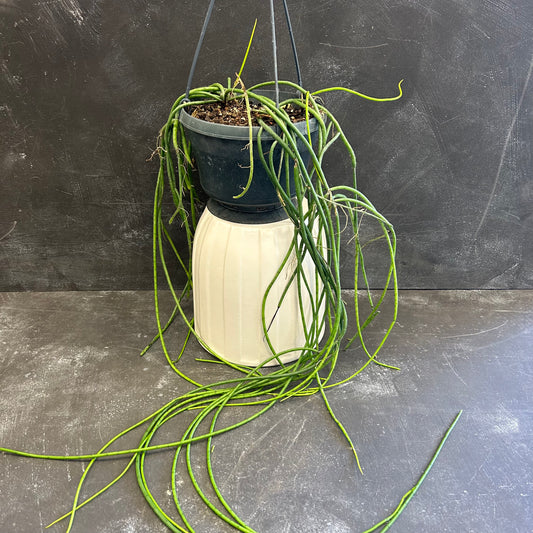 Rhipsalis Mistletoe Cactus 150mm
