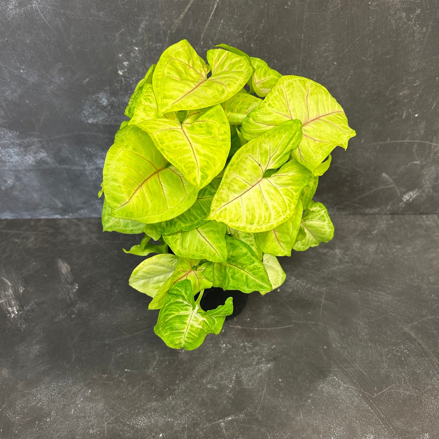 Syngonium Golden Allusion 125mm
