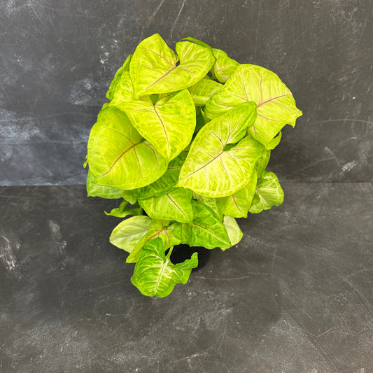 Syngonium Golden Allusion 125mm