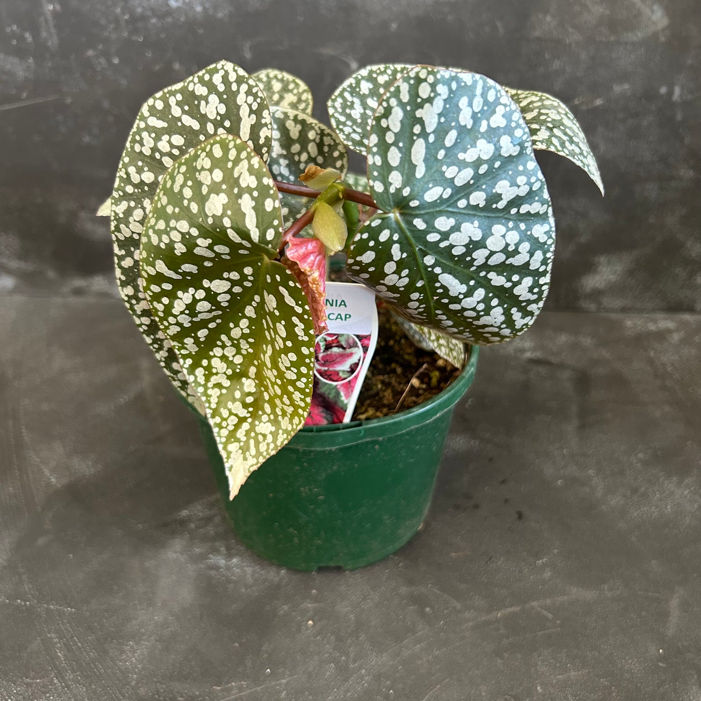 Begonia Snow Cap 140mm