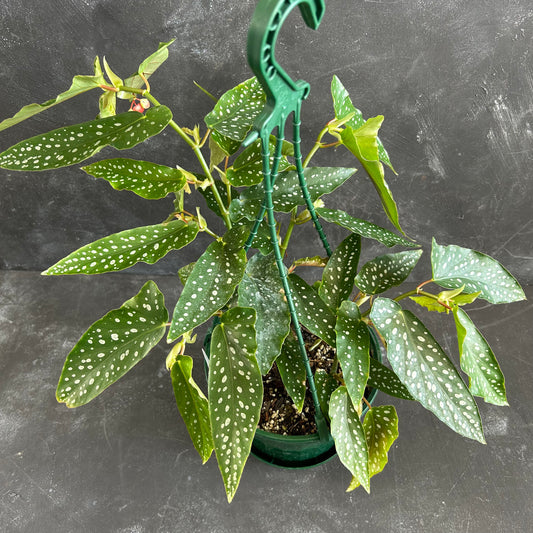 Begonia Medora 175mm
