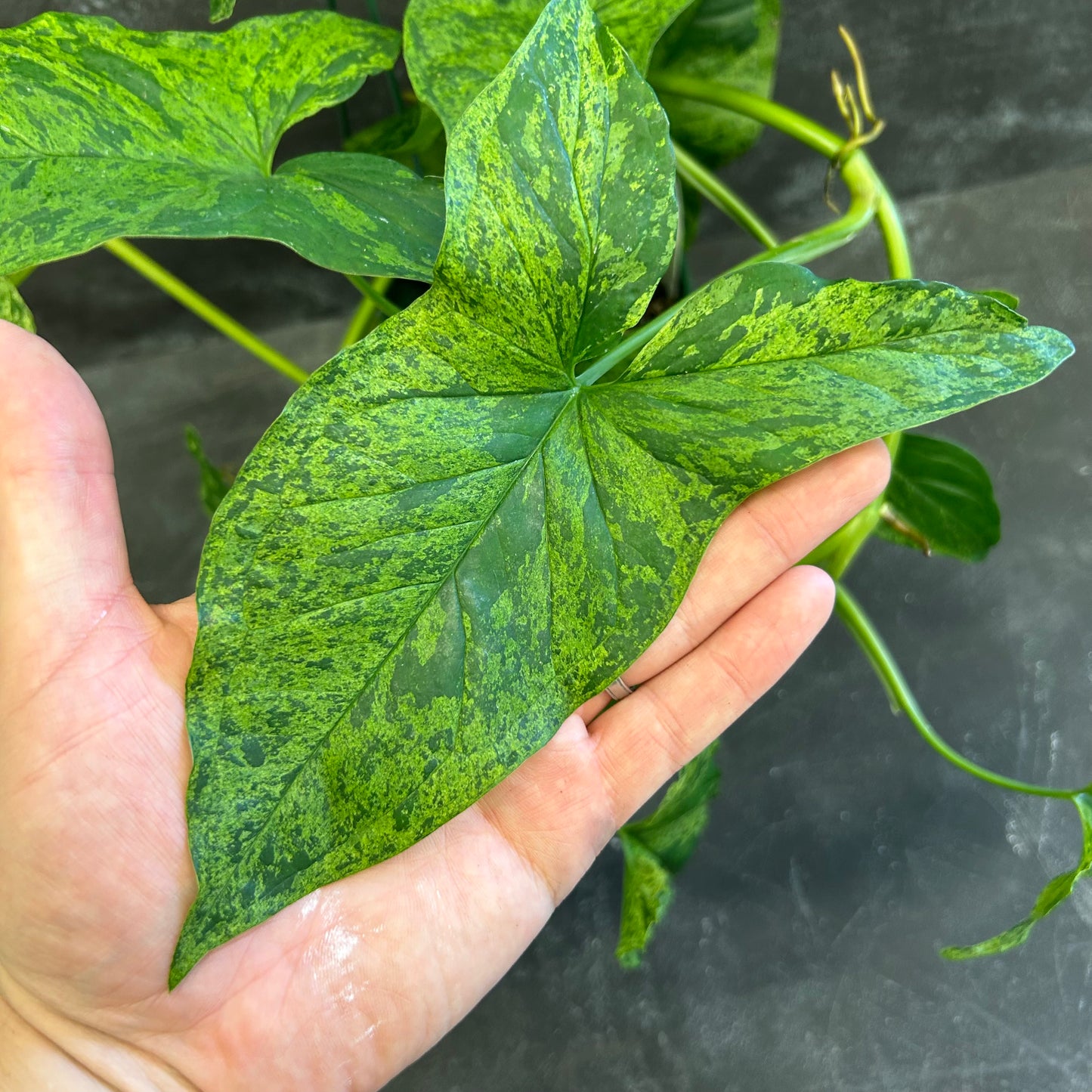 Syngonium Mojito 140mm