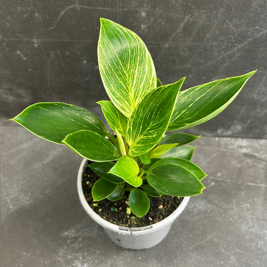 Philodendron Birkin 105mm