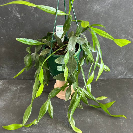Snowdrop Cactus 175mm