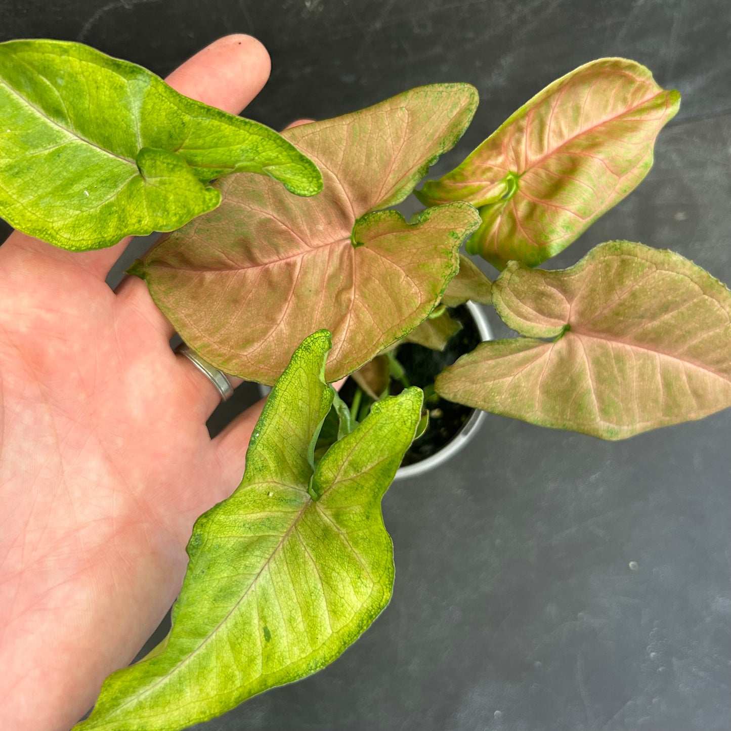 Syngonium Pink Margarita 105mm