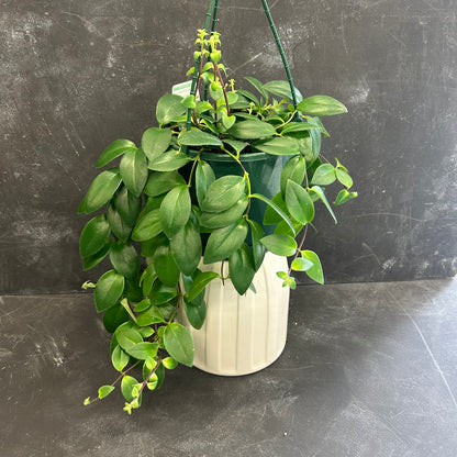 Aeschynanthus Lipstick Plant 175mm