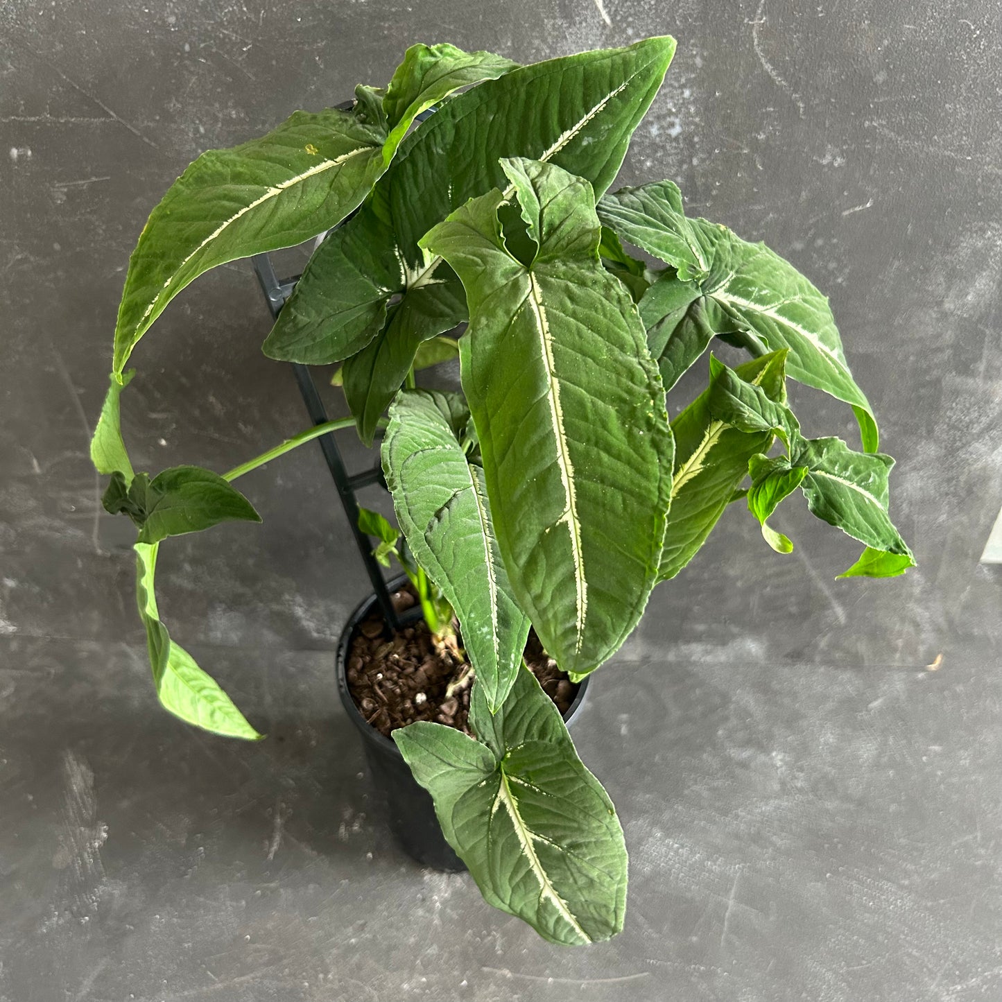 Syngonium Wendlandii Green Velvet 125mm