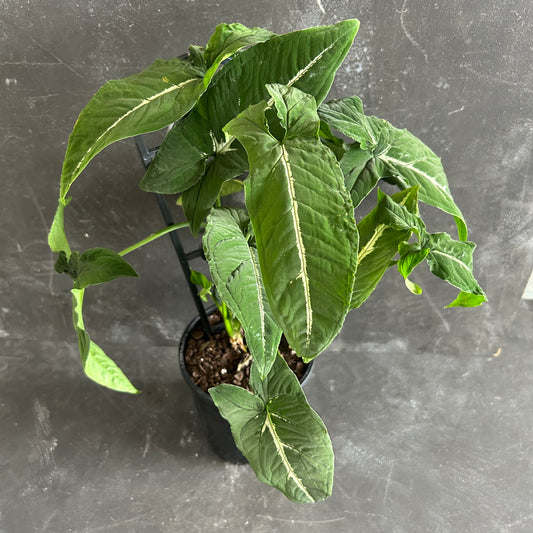 Syngonium Wendlandii Green Velvet 125mm