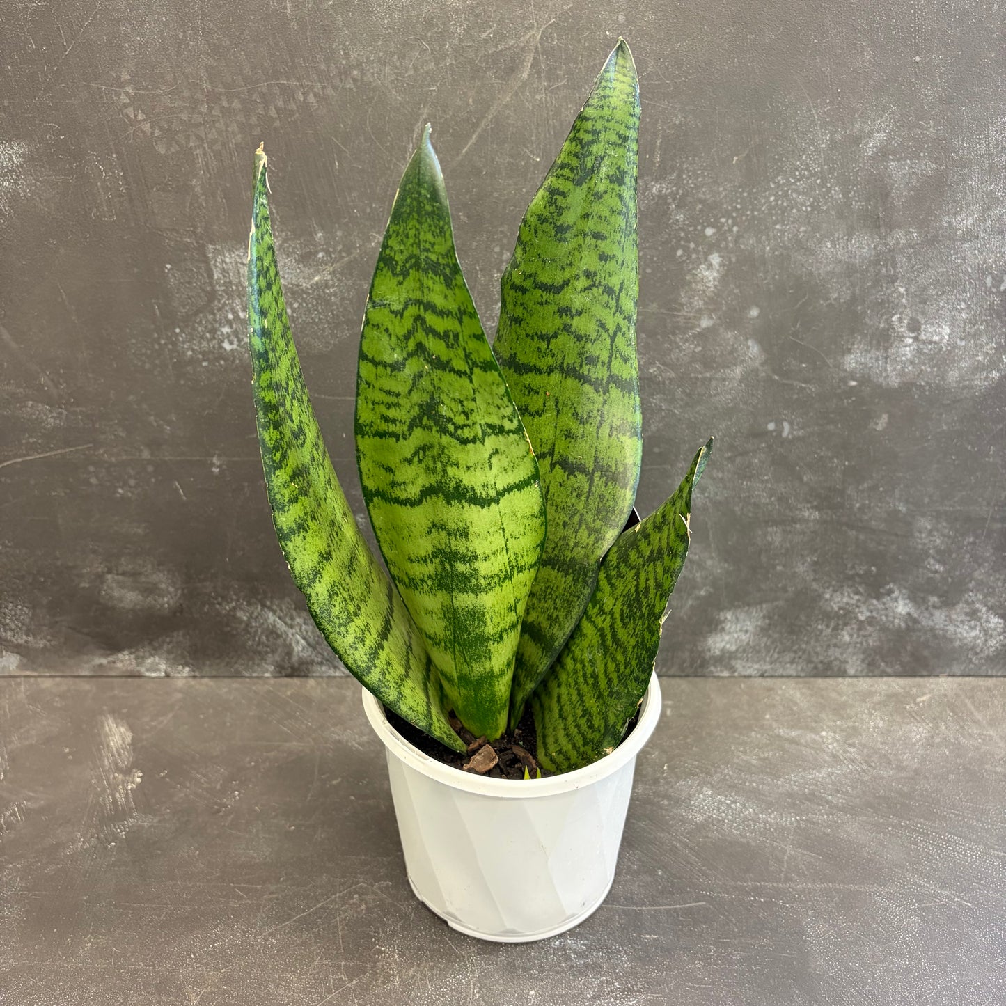 Assorted Sansevieria 130mm