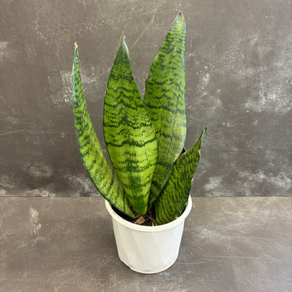 Assorted Sansevieria 130mm